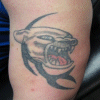 Cat Cover Up
