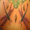 Dragonflies