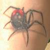 Black Widow Spider