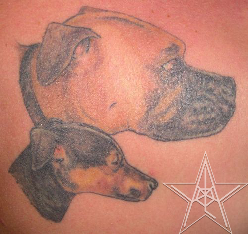 Boxer Pinscher