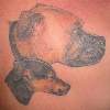 Dogs