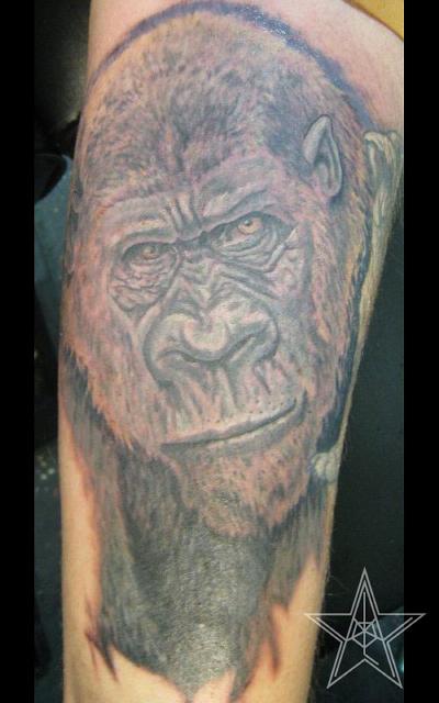 Gorilla