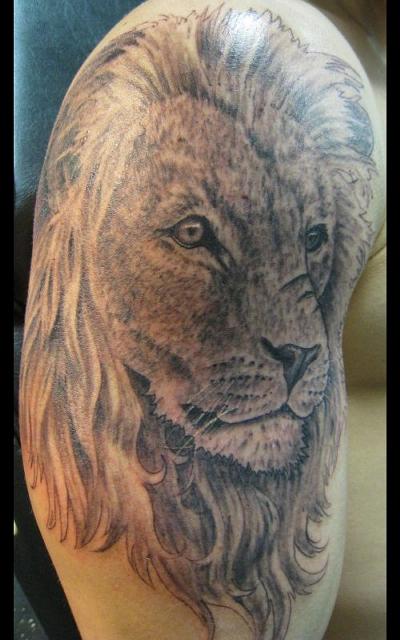 Scarred Lion