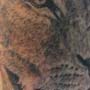 Scarred Lion